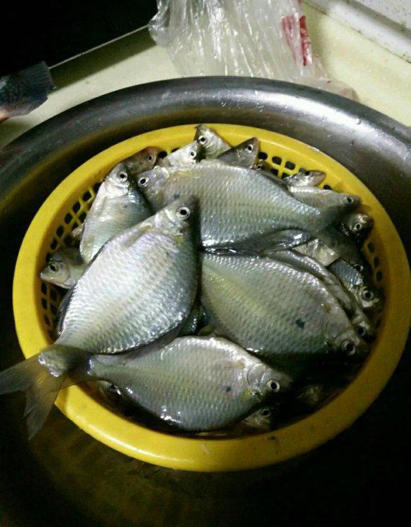 鳑鲏鱼的鱼食做法