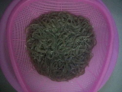 黑粉条做法大全