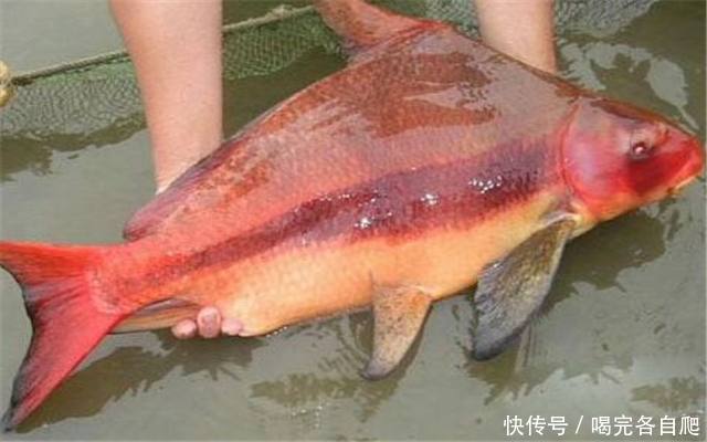 驼峰鱼的做法视频