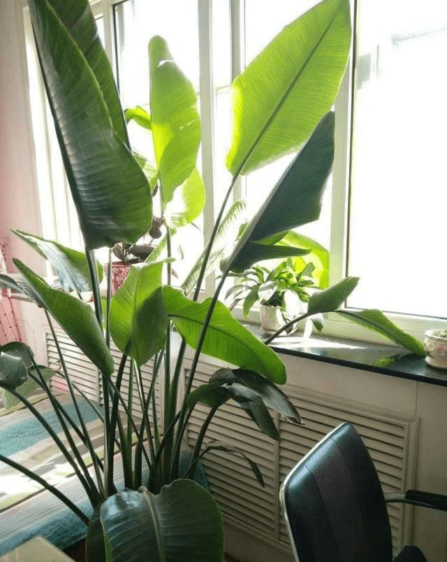 天堂鸟的做法