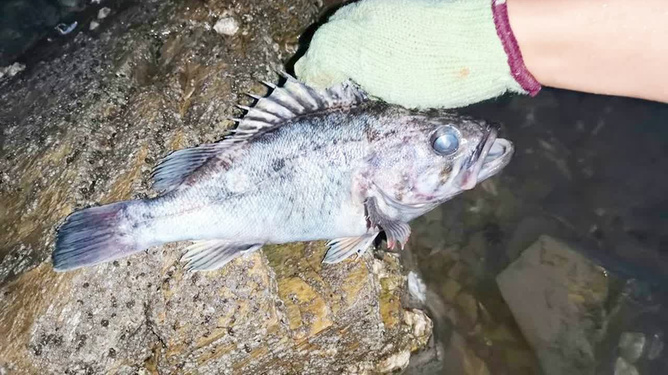 小黑头鱼的做法视频