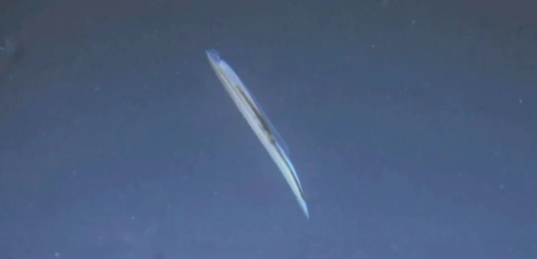 湛江魟鱼露的做法
