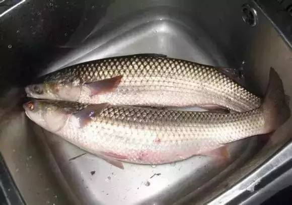 玉环鱼的做法视频