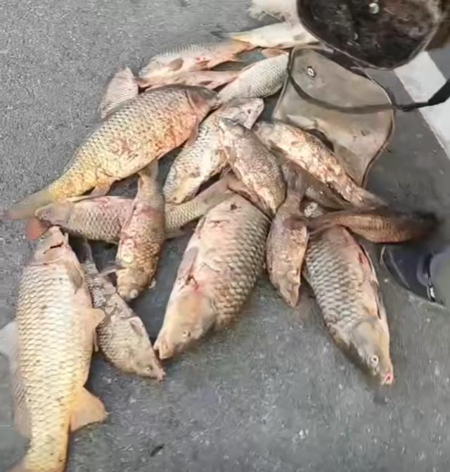 拐子鱼活鱼的做法视频
