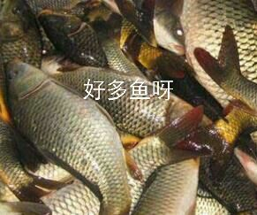 烤箱皖鱼烤鱼的家常做法
