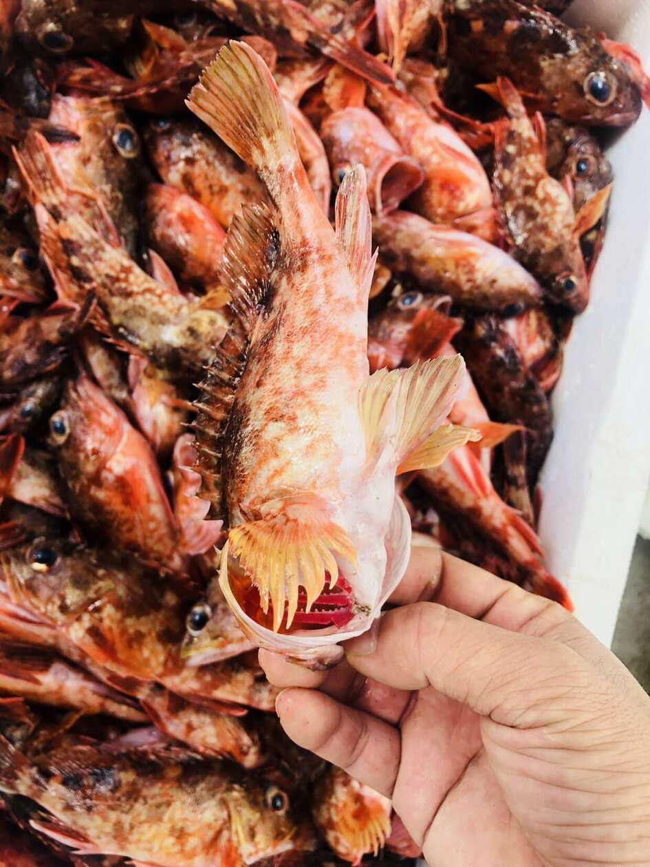 东山鸭嘴鱼的做法视频