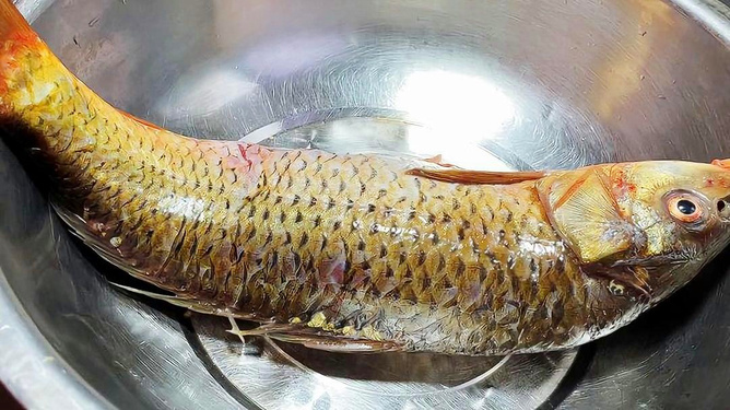 爱吃腥的鱼做法窍门