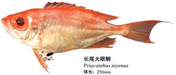 木棉鱼的家常做法大全