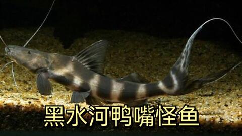 斑马鸭嘴鱼的正宗做法