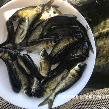 江西白鲢做法