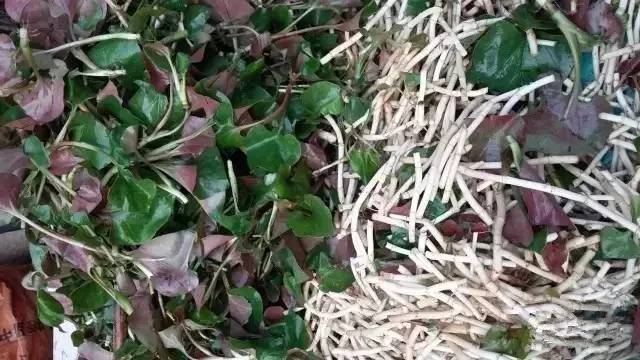 雨腥草的做法