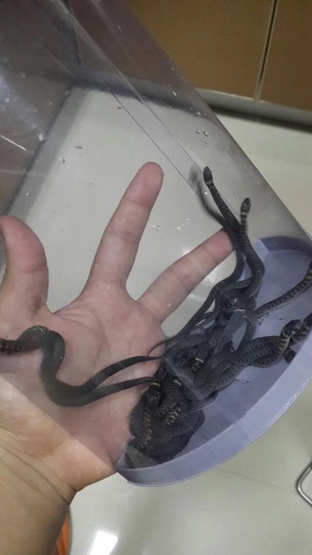蛇和鸡蛋的做法