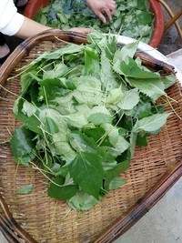 家乡神仙豆腐的做法大全