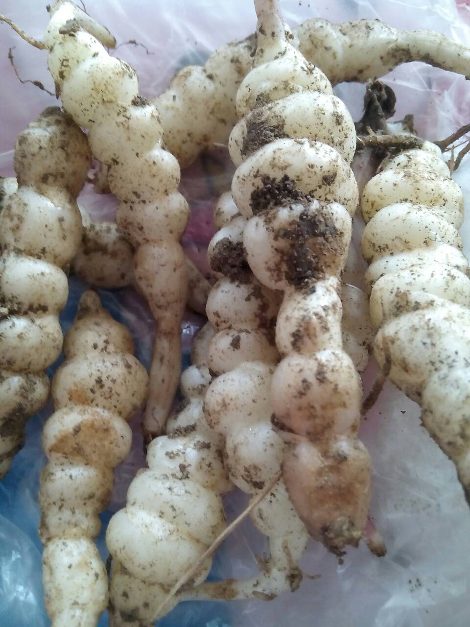 植物根茎煲汤的做法