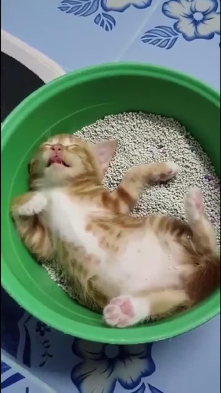 猫咪小鱼干的做法
