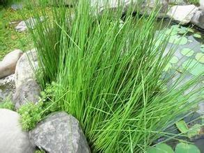 灯芯草做法