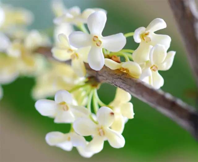 桂花蜜露，秋日里的甜蜜滋养佳品