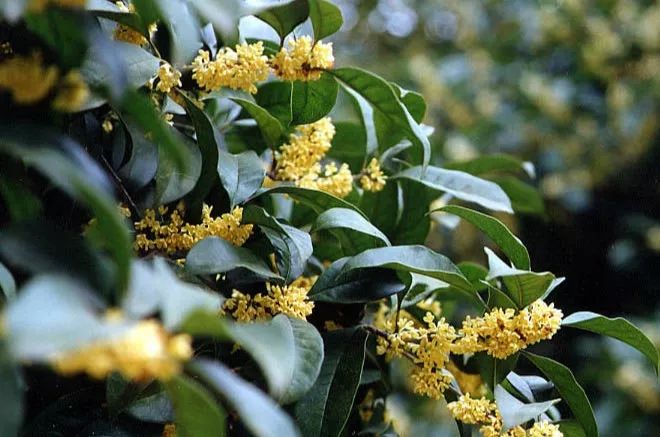 桂花蜜露，秋日里的甜蜜滋养佳品