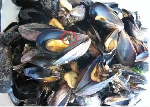 大白蟹蒸豆腐，海鲜与豆制品的美味邂逅