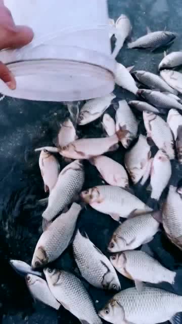 抢鱼的正确做法视频教学