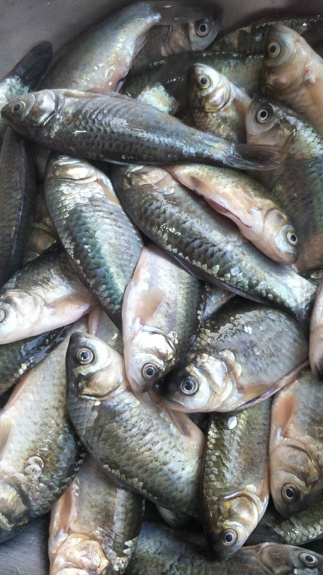 扭扭鱼的简易做法视频