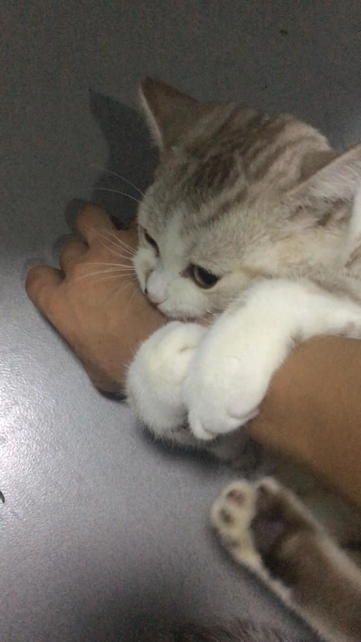 红烧红烧猫肉的做法