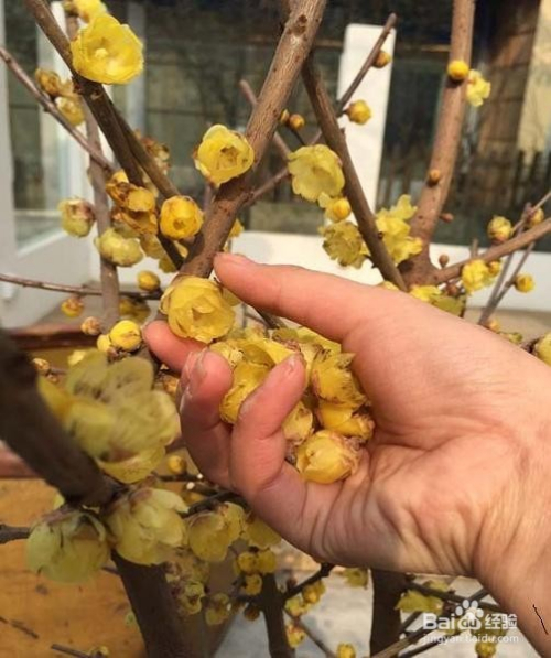 蜡花了做法