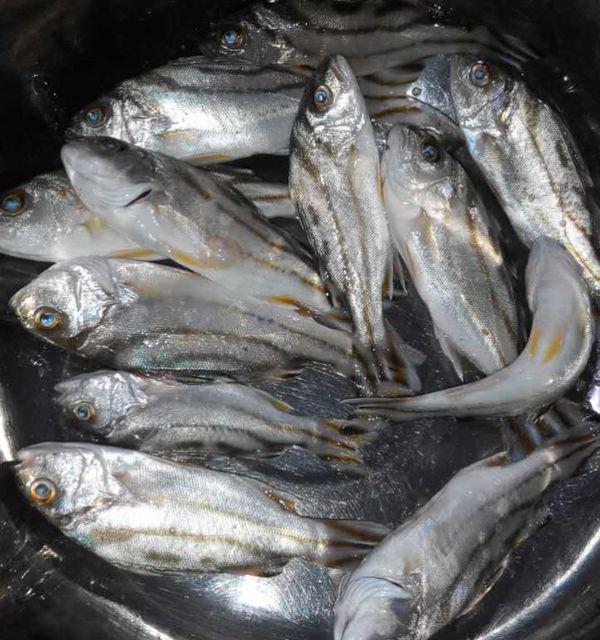 海南红灯鱼的做法