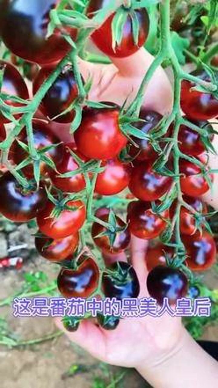 野西红柿的天然美味，探索大自然的馈赠