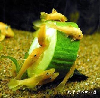 鱼灯鱼缸青苔的做法