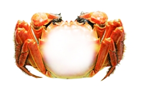 夏日消暑佳品——冰镇大闸蟹的制作与鉴赏
