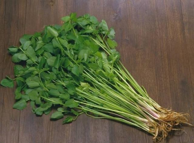 清新养生佳品，水芹水芹菜的食用与功效解析