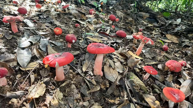 红菇的秘密，大自然的馈赠与烹饪之美