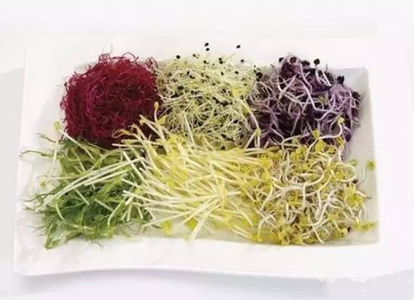 家庭种植豆芽，健康美味的秘密武器