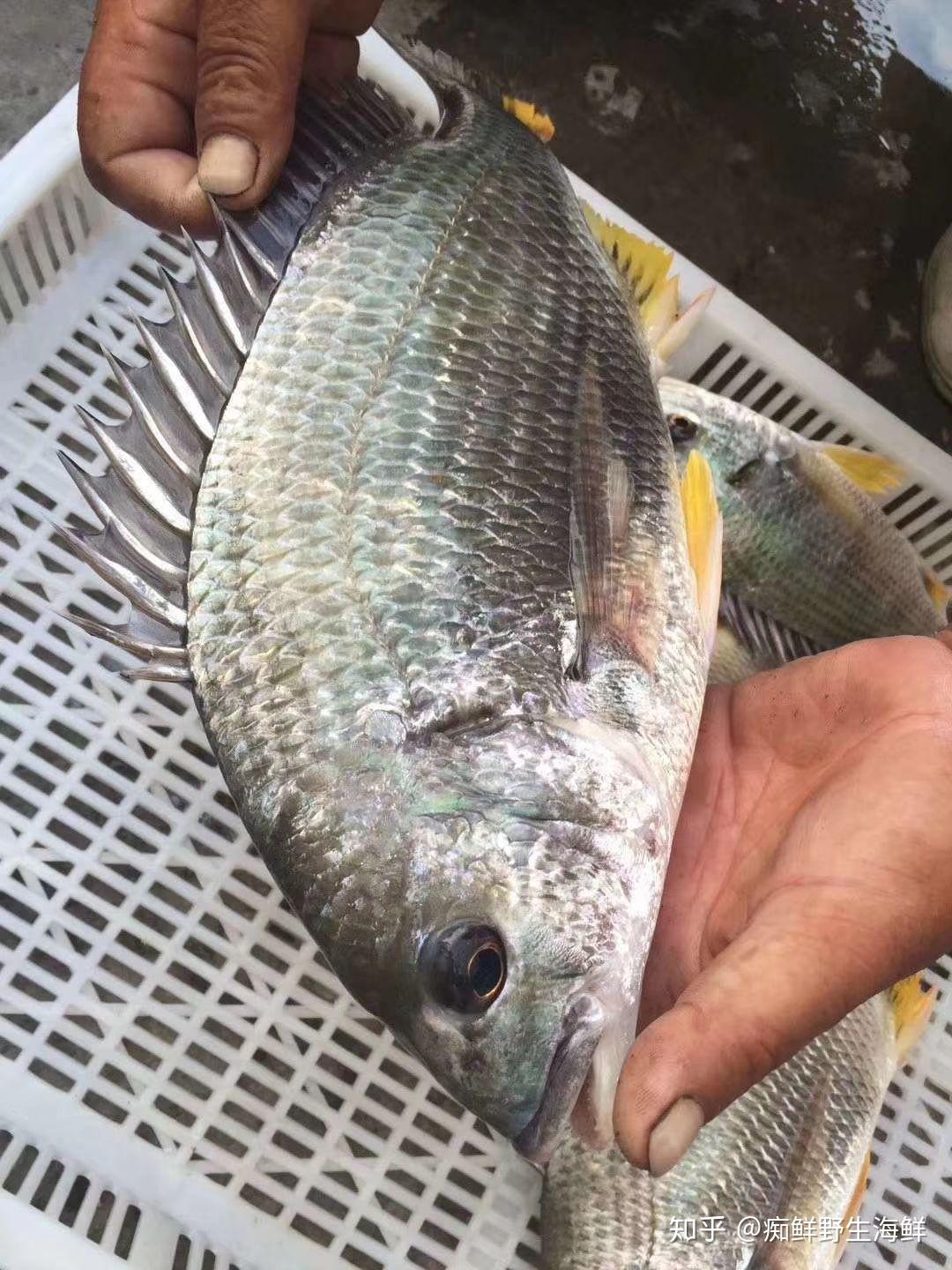 野生黑子鱼的做法