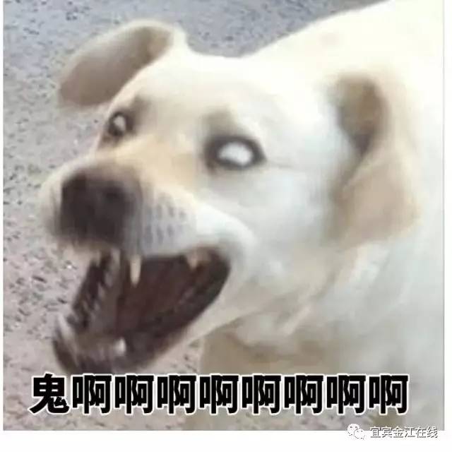 傻狗偷鸡蛋做法