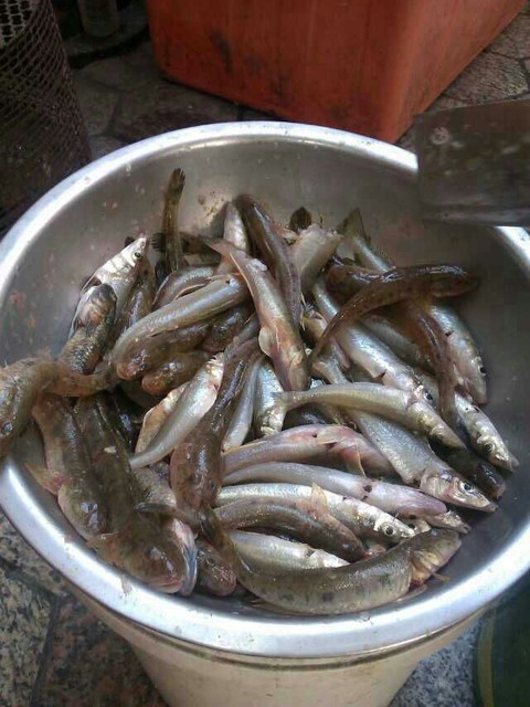 海复鱼，海洋的珍宝，滋补养生的美味佳肴