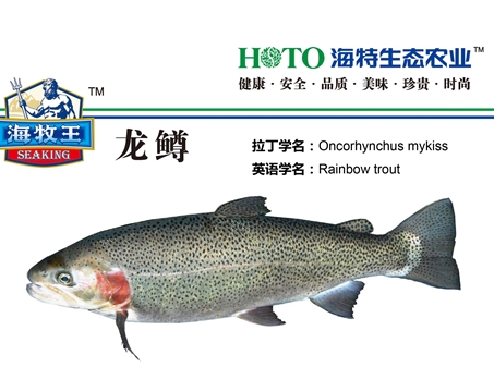 海复鱼，海洋的珍宝，滋补养生的美味佳肴