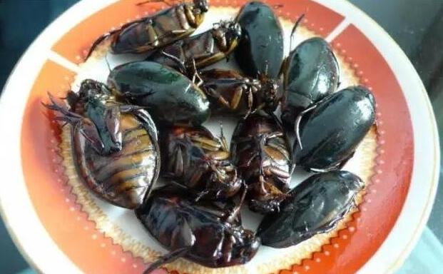 广东美极龙虱做法