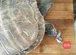 灵芝煲龟的做法大全