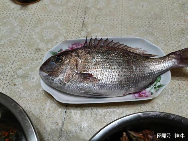 多刺海刀鱼的做法