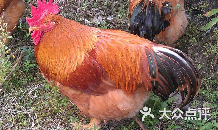 大扇鸡做法