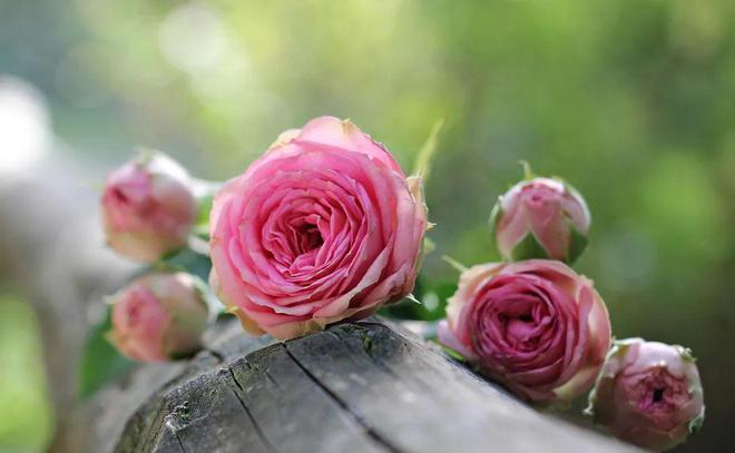 玫瑰花干，花香四溢的养生佳品，家常做法与保健功效一览无余
