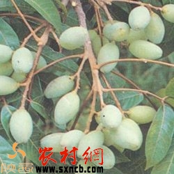 潮汕油橄榄，来自海滨的美味与养生之选