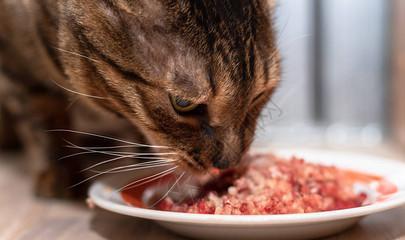 揭秘猫咪的特殊美食，臭豆腐的神奇魅力与喂养指南