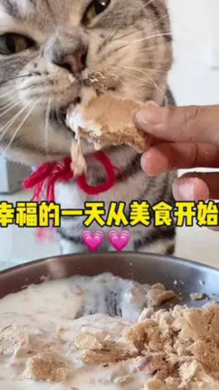 揭秘猫咪的特殊美食，臭豆腐的神奇魅力与喂养指南